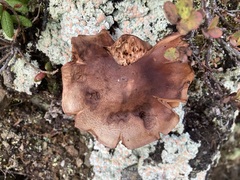 Tricholoma fulvum