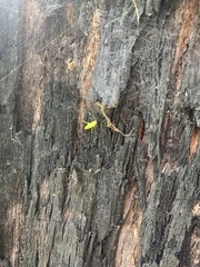 Araneus talipedatus