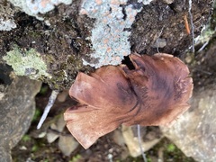 Tricholoma fulvum