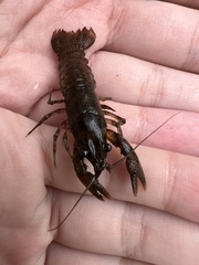 Cambarus