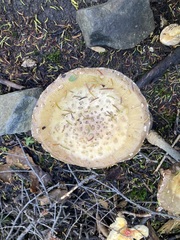 Amanita wellsii