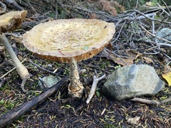 Amanita wellsii