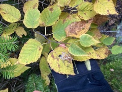 Betula cordifolia