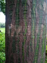 Pseudobombax munguba