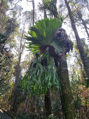 Platycerium superbum