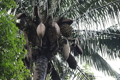 Arecoideae