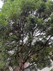 Cussonia
