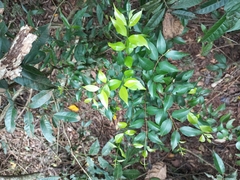 Eugenia uniflora