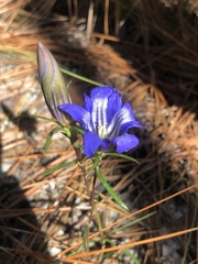 Gentiana autumnalis