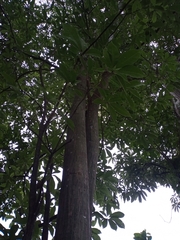 Pseudobombax munguba