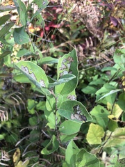 Fothergilla gardenii