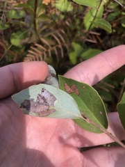 Fothergilla gardenii