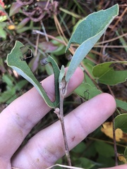 Fothergilla gardenii