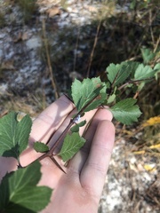 Crataegus munda