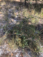 Crataegus munda
