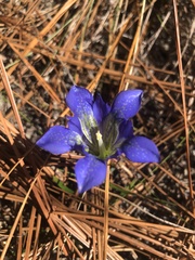 Gentiana autumnalis
