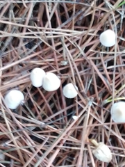 Mycena capillaripes