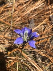 Gentiana autumnalis