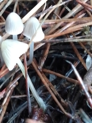 Mycena capillaripes