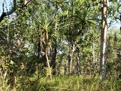 Pandanus spiralis