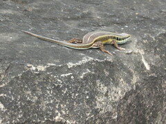 Trachylepis quinquetaeniata