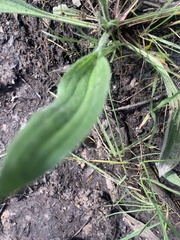 Plantago varia
