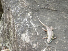 Trachylepis quinquetaeniata