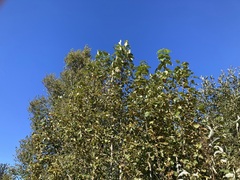 Populus balsamifera
