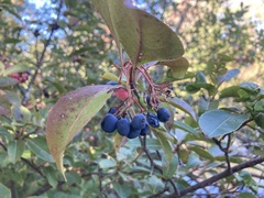 Viburnum