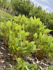 Goeppertia loeseneri