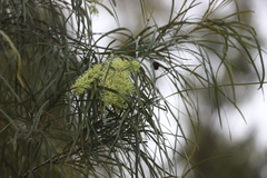 Grevillea parallela
