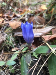 Gentiana catesbaei