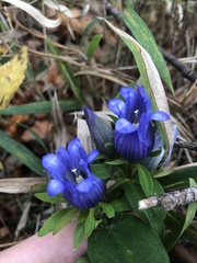 Gentiana catesbaei