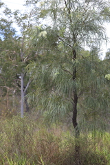 Grevillea parallela