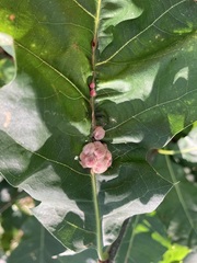 Callirhytis piperoides