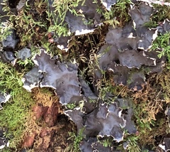 Peltigera horizontalis