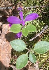 Polygaloides paucifolia