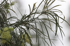 Grevillea parallela