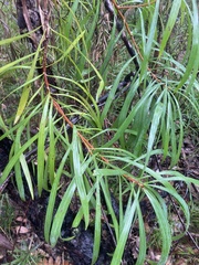 Persoonia longifolia