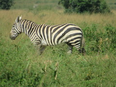 Equus quagga borensis