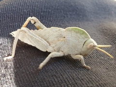 Pamphagus