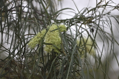Grevillea parallela