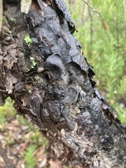 Persoonia longifolia