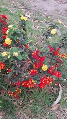 Lantana