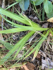Carex folliculata