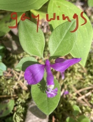 Polygaloides paucifolia