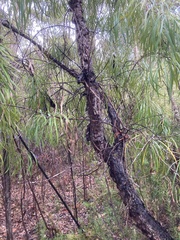 Persoonia longifolia