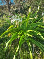 Crinum pedunculatum