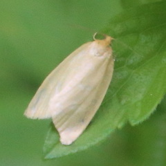 Zelotherses paleana