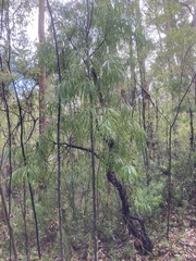 Persoonia longifolia
